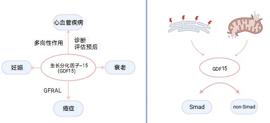综述思维导图--GDF15.png